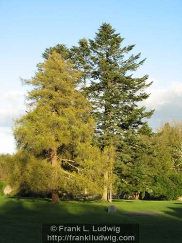 Coole Park, County Galway